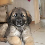 Foto van Annelies met Floyd en Sam