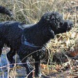 Foto van Mirjam en Curly Koda