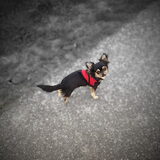 Kleine muppie