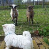 Foto van Inge, baasje van Gina, Flynn en Wobbe