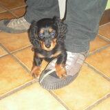 onze nieuwe aanwinst tinka...in ons gezinnetje sinds eind maart... een…