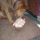 Foto van Muis,Vera, Papadopoulos, Odette, Annabelle en Ciska (Terra+, Dinky+, Saltarin+, Sam+, Zara+, Paco+)