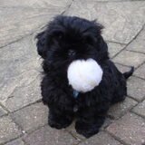 Joep 10 weken