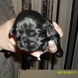 Joep 2 weken
