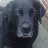 Waakhond eerste klas, ze lopen toch zo voor me weg!!