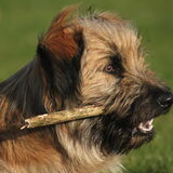 Foto van team Shadow