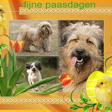 Foto van liesbeth,Turbo,Luna, Levi en Faith