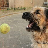 Foto van team Shadow