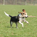 Foto van team Shadow