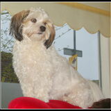 Sammy