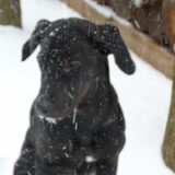 mijn eerste sneeuw, weet niet of ik het wel leuk vind