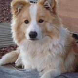 Koda~6 maandjes ?