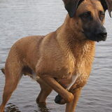 Foto van Vrouwtje van Denzel en Diva (R.I.P. Dixie)