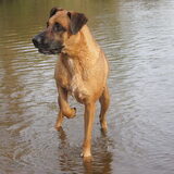Foto van Vrouwtje van Denzel en Diva (R.I.P. Dixie)