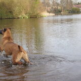 Foto van Vrouwtje van Denzel en Diva (R.I.P. Dixie)