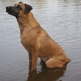 Foto van Vrouwtje van Denzel en Diva (R.I.P. Dixie)