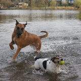 Foto van Vrouwtje van Denzel en Diva (R.I.P. Dixie)