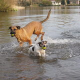 Foto van Vrouwtje van Denzel en Diva (R.I.P. Dixie)