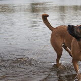 Foto van Vrouwtje van Denzel en Diva (R.I.P. Dixie)