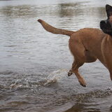 Foto van Vrouwtje van Denzel en Diva (R.I.P. Dixie)