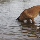 Foto van Vrouwtje van Denzel en Diva (R.I.P. Dixie)
