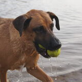 Foto van Vrouwtje van Denzel en Diva (R.I.P. Dixie)