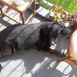 Onze oude Bor (14 jaar), lekker chillen op het balkon. Tot ons grote…