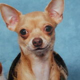 Onze Scotty is een chihuahua en de heer des huizes,en heel de dag bezig…