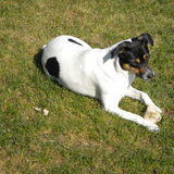 Fanny(L)