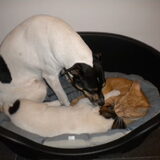 Met zijn 3tjes: Fanny, Vita & Jipke. Met de poes en de honden gaat het…