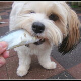 Sammy haring smullen