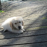 in het park