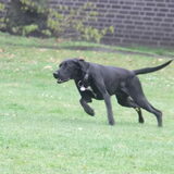 Vol in actie............met de bal in zijn mond!
