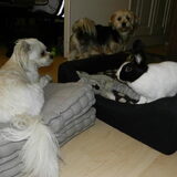 Dempsey, Taiko, Demi en Laya