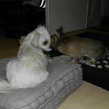 Dempsey en Laya Punky