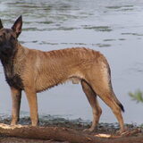 Argos onze huishond heeft puppycursus en gehoorzaamheid goed doorlopen…