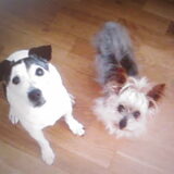 Billy samen met Daisy.....Toen Bil nog leefde!!