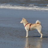 op strand van ameland