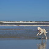 helemaal geweldig dat strand en de zee
