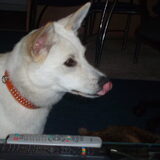 Sascha als pup