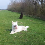 Malamute gesloopt!