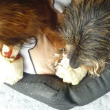 Foto van Greetje & Odie