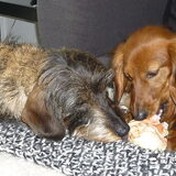 Foto van Greetje & Odie