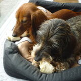 Foto van Greetje & Odie