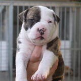 Hier is onze toekomstige pup op deze foto was hij twee weken 1/2 . Wij…