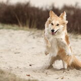 Foto van pien