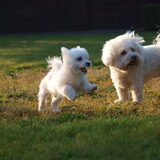 Foto van Marleen & Bo & Snufke+