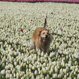 En toen was madam het zat en ging ze maar even kijken welke tulpen toch…