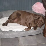 Laika kon niet goed meer recht in haar andere mand heeft nu een ortho…