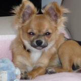 Foto van Chanel